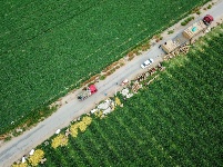香甜馥郁！你期待的新疆哈密瓜已上線