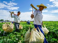 香甜馥郁！你期待的新疆哈密瓜已上線