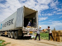 香甜馥郁！你期待的新疆哈密瓜已上線