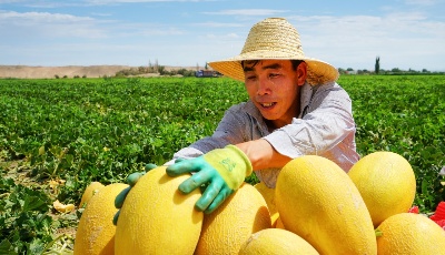 香甜馥郁！你期待的新疆哈密瓜已上線