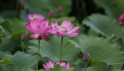 接天蓮葉無(wú)窮碧 夏荷飄香引人來(lái)