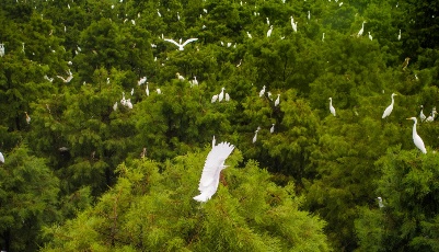 綠樹參天 清波碧浪 一行白鷺山水間