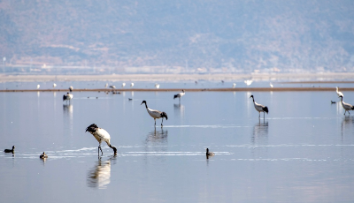 我國濕地面積8億畝 位居世界第四