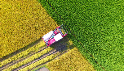 小暑過后“雙搶”忙