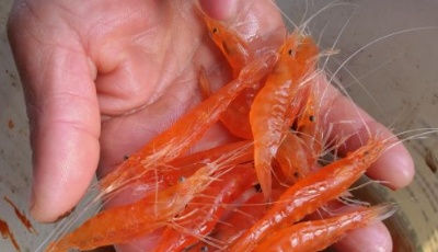 中科院海洋所“科蘇紅1號”游向市場