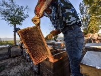  釀造甜蜜 傳遞芳香