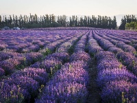  釀造甜蜜 傳遞芳香