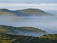 寧夏彭陽：最美旱作梯田 云海宛如仙境