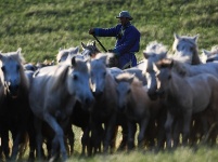 皎皎白馬奔馳草原