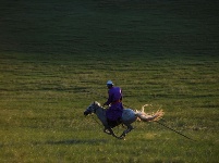 皎皎白馬奔馳草原