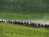 皎皎白馬奔馳草原