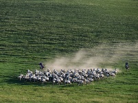 皎皎白馬奔馳草原