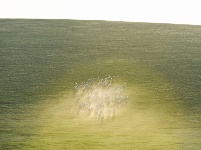 皎皎白馬奔馳草原