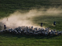 皎皎白馬奔馳草原