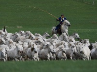 皎皎白馬奔馳草原