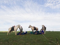皎皎白馬奔馳草原