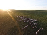 皎皎白馬奔馳草原