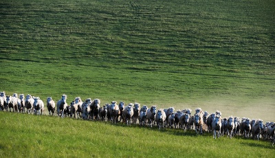 皎皎白馬奔馳草原