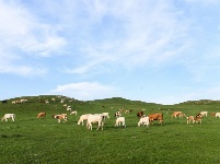 錫林郭勒 塞外桃源