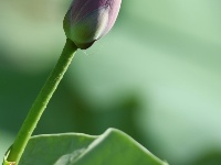 惟有綠荷紅菡萏，卷舒開合任天真