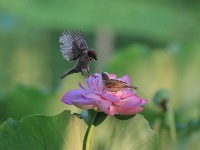 惟有綠荷紅菡萏，卷舒開合任天真