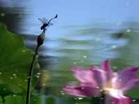 惟有綠荷紅菡萏，卷舒開合任天真