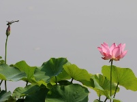 惟有綠荷紅菡萏，卷舒開合任天真