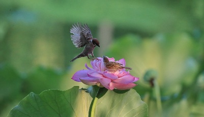 惟有綠荷紅菡萏，卷舒開合任天真