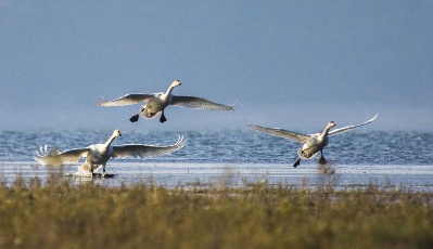 鄱陽湖頻現珍稀鳥種