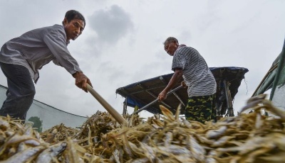 洪澤湖毛刀魚迎來豐收季