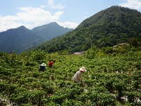 陜西寧陜：把“綠水青山”變成貧困戶的“金山銀山”