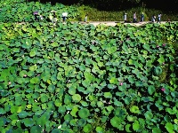 陜西寧陜：把“綠水青山”變成貧困戶的“金山銀山”