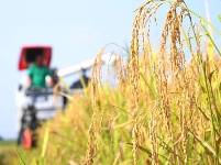 處暑時節農事忙