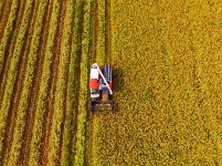 處暑時節農事忙