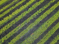 處暑時節農事忙