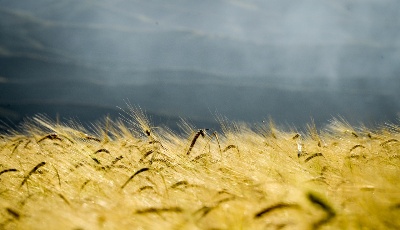 新疆：麥海秋韻