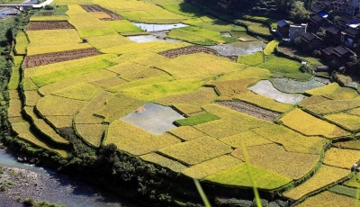 秋到山鄉 豐收在望