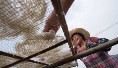 秋風起 曬面忙 榨面進入晾曬期