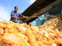 組圖：喜慶豐收