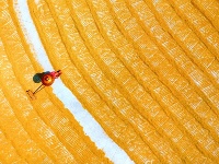 組圖：喜慶豐收