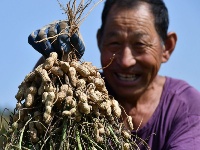 組圖：喜慶豐收