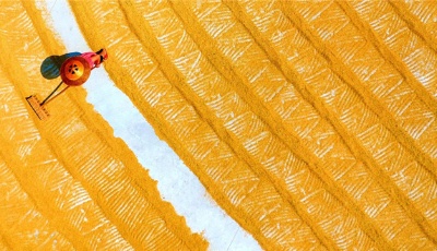 組圖：喜慶豐收