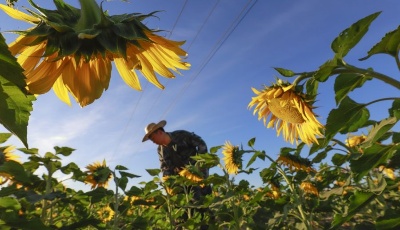 金秋時節田間忙