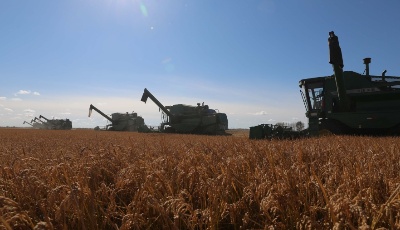 “北大荒”大農機搶收忙