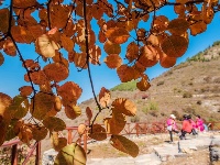 組圖：霜降秋深景宜人