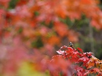 組圖：霜降秋深景宜人
