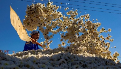 特色菊花種植鋪就致富路