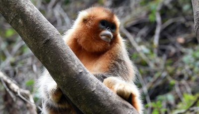 甘肅裕河保護區的金絲猴