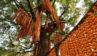 山西平陸：金秋柿飄香