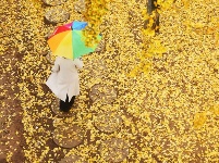 立冬將至 銀杏遍地金